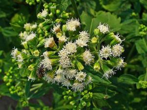 poisonous snakeroot plant plants most ageratina altissima dangerous toxic parts gardeners real evergreen chinese